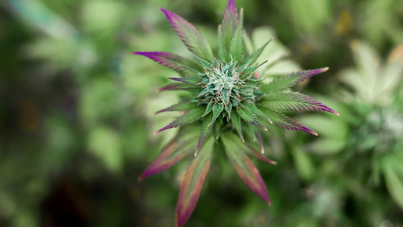Close-up aerial view of a cannabis hemp plant flower bud with green and purple-hued leaves against a blurred green background