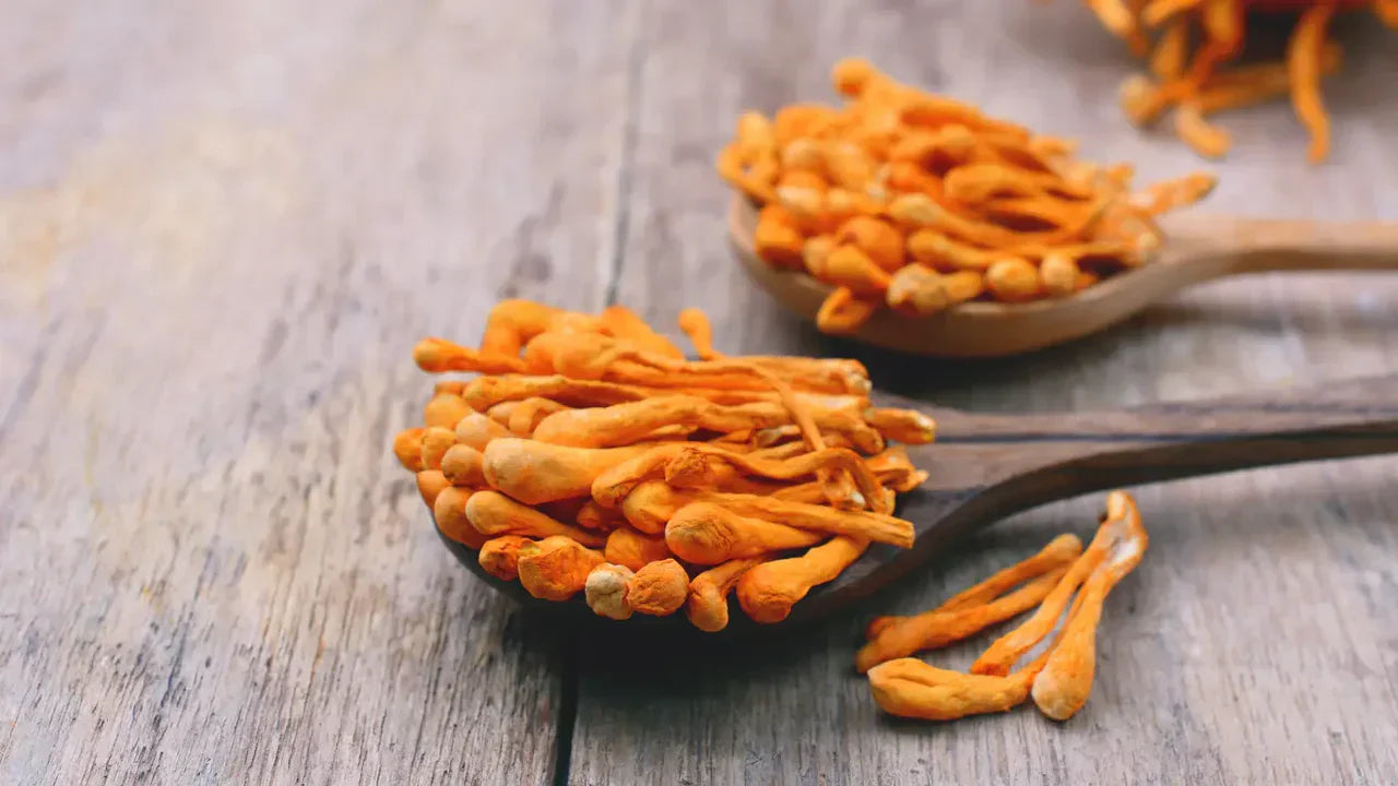 Two wooden spoons filled with dried Cordyceps militaris mushrooms on a rustic grey wooden surface, with loose dried mushrooms scattered around