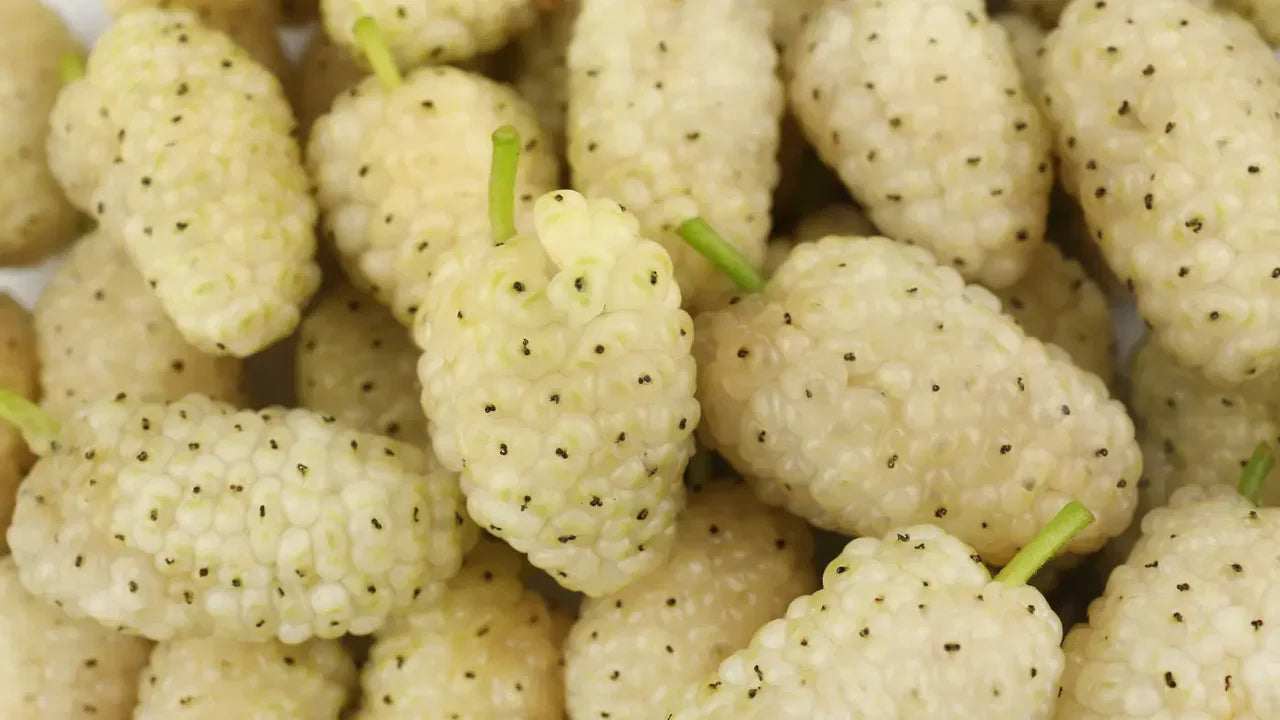 5 White Mulberry Benefits | What Does The Science Say?