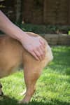 A hand massaging the hindquarters of a golden-tan dog on grass with a wooden fence in the background