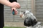 Person holding a small dark CBD oil dropper bottle out towards a small fluffy grey mixed-breed dog in an outdoor garden setting