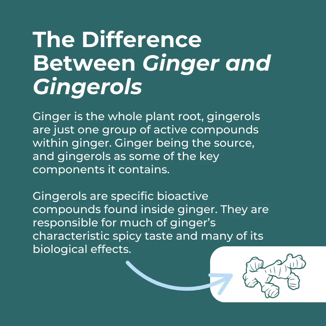 The Difference Between Ginger and Gingerols infographic – teal background explaining ginger is the whole plant root and gingerols are specific bioactive compounds within ginger responsible for its characteristic spicy taste and many biological effects; with ginger root illustration