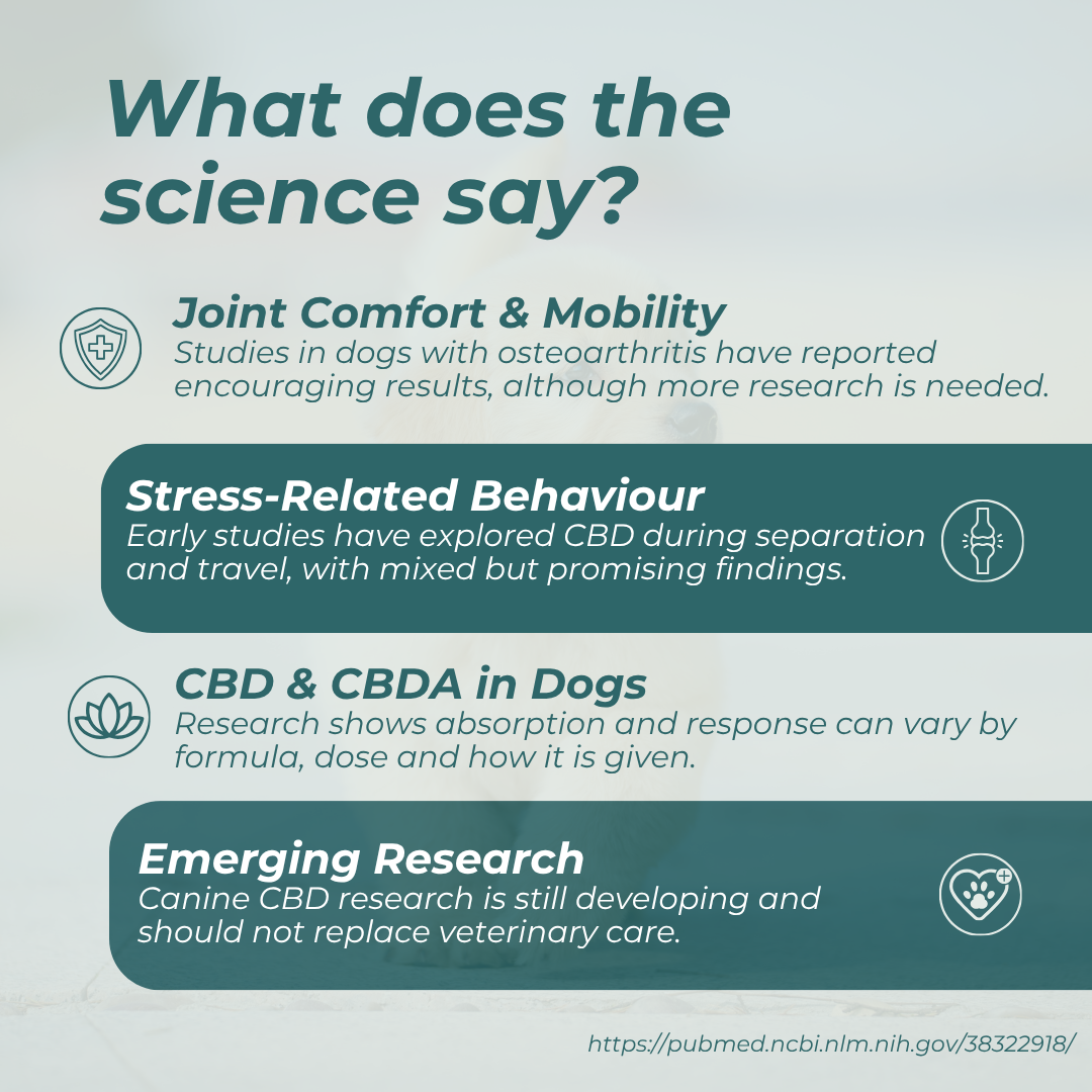 CBD Oil for Dogs