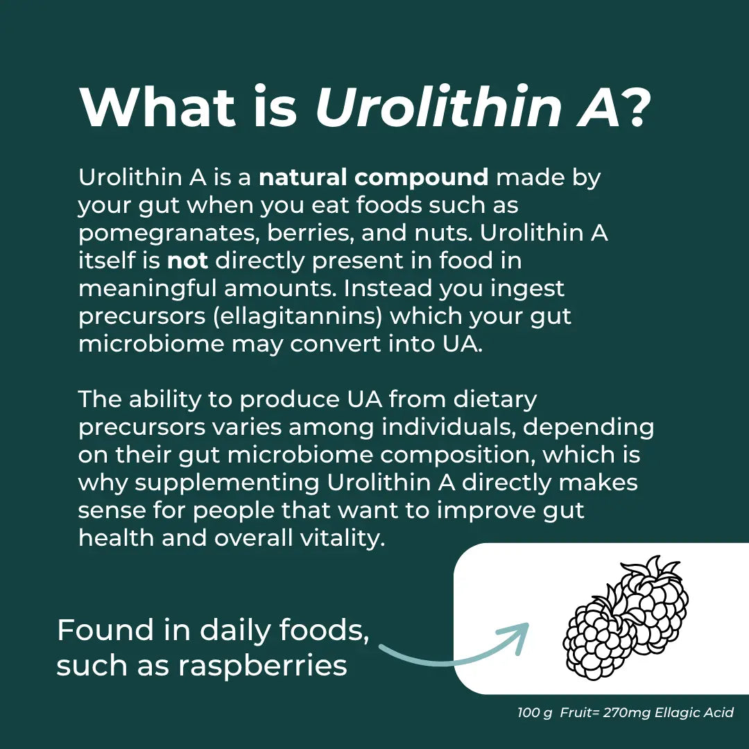 What is Urolithin A? infographic – teal background explaining UA is a natural compound produced by the gut from precursors (ellagitannins) in pomegranates, berries and nuts; ability to produce UA varies by individual gut microbiome; found in foods like raspberries