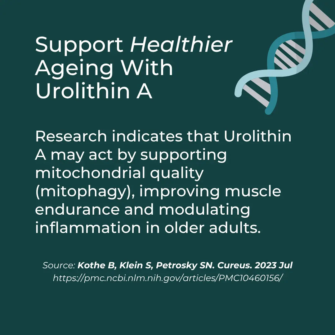 Support Healthier Ageing With Urolithin A infographic – teal background with DNA helix icon; research indicates Urolithin A may support mitochondrial quality (mitophagy), improve muscle endurance and modulate inflammation in older adults (Kothe et al. 2023)