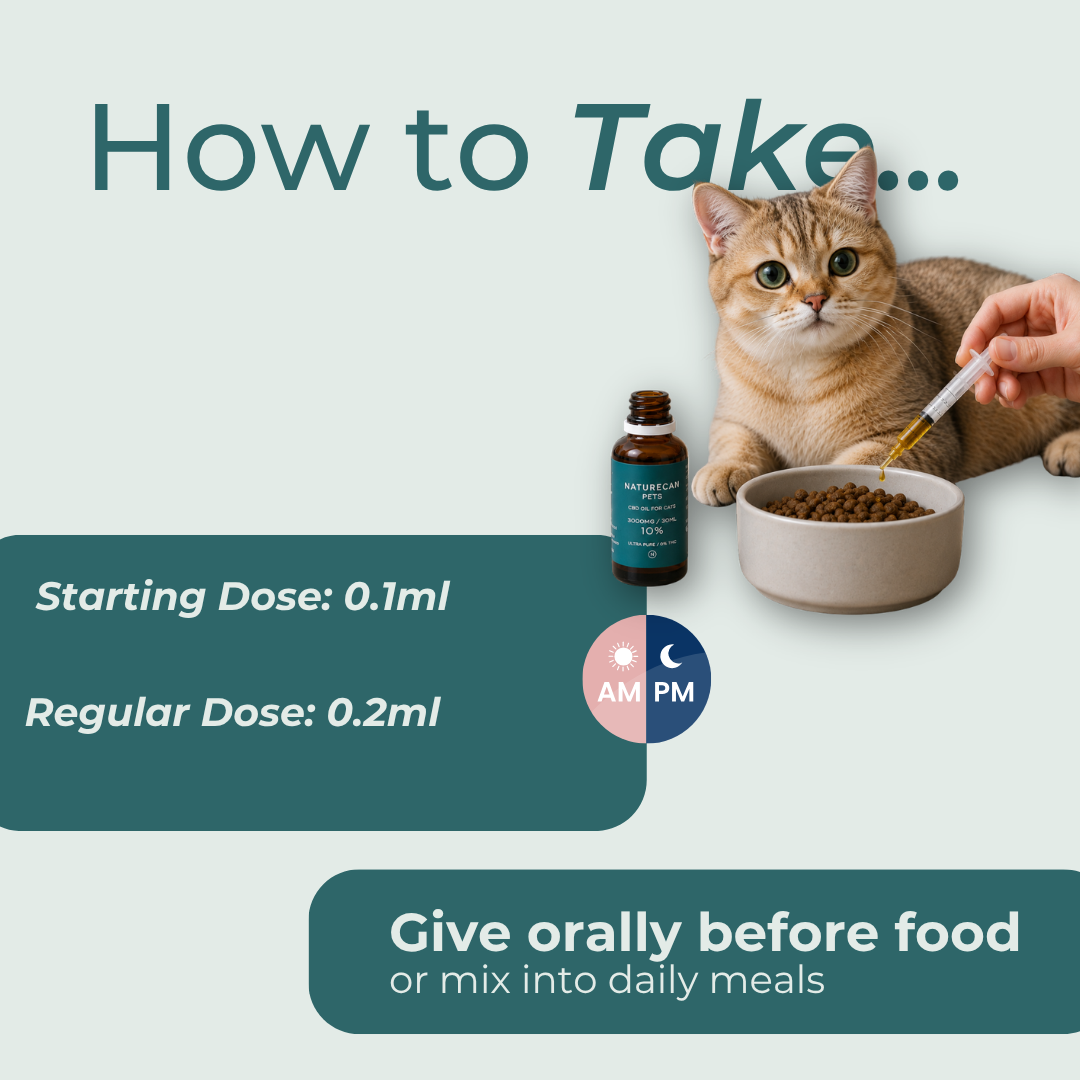 CBD Oil for Cats