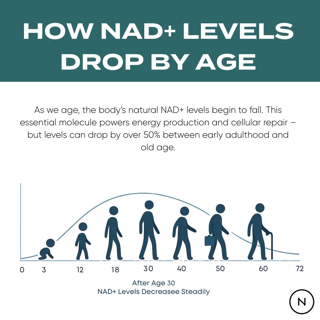 How NAD+ Levels Drop by Age – infographic with human silhouettes from infant to elderly on a bell curve, showing NAD+ drops over 50% between early adulthood and old age, decreasing steadily after age 30