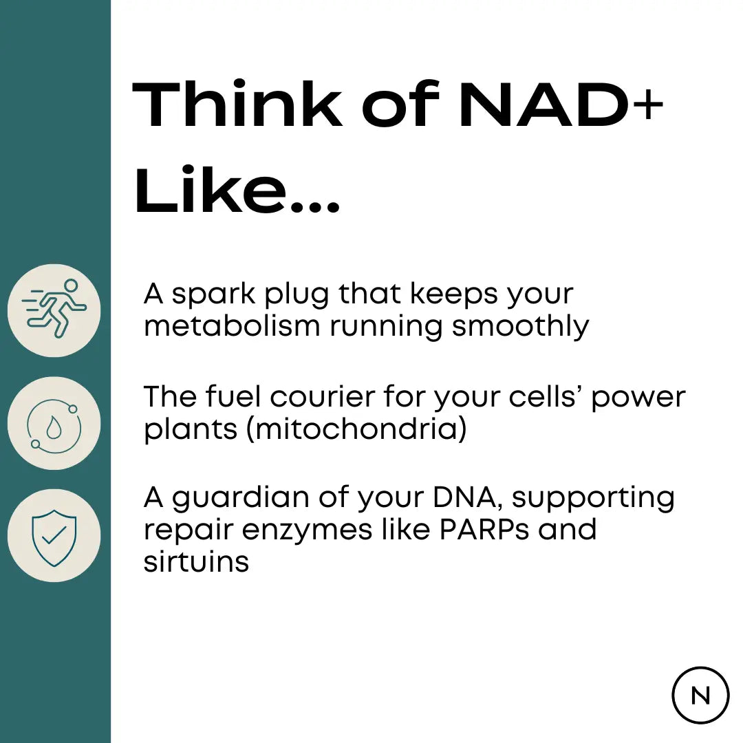 Think of NAD+ Like... infographic – spark plug keeping metabolism running smoothly, fuel courier for cellular mitochondria, guardian of DNA supporting repair enzymes PARPs and sirtuins