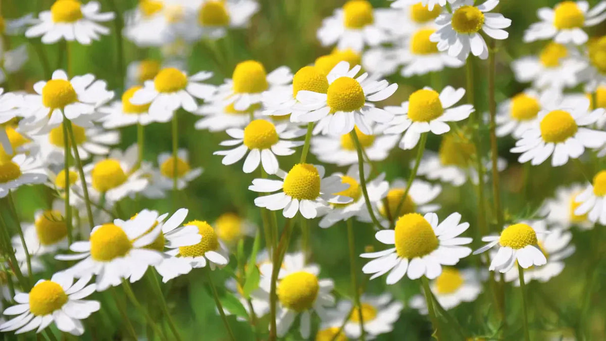 Field of white chamomile flowers with yellow centres blooming among green grass, chamomile being a primary natural source of apigenin