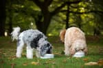 Two fluffy dogs – one grey and one cream-coloured – eating from bowls side by side on grass in an autumnal park