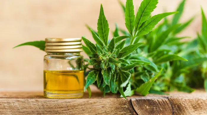 Small glass jar with a gold lid containing golden CBD hemp oil on a rough wooden log next to a flowering cannabis hemp plant
