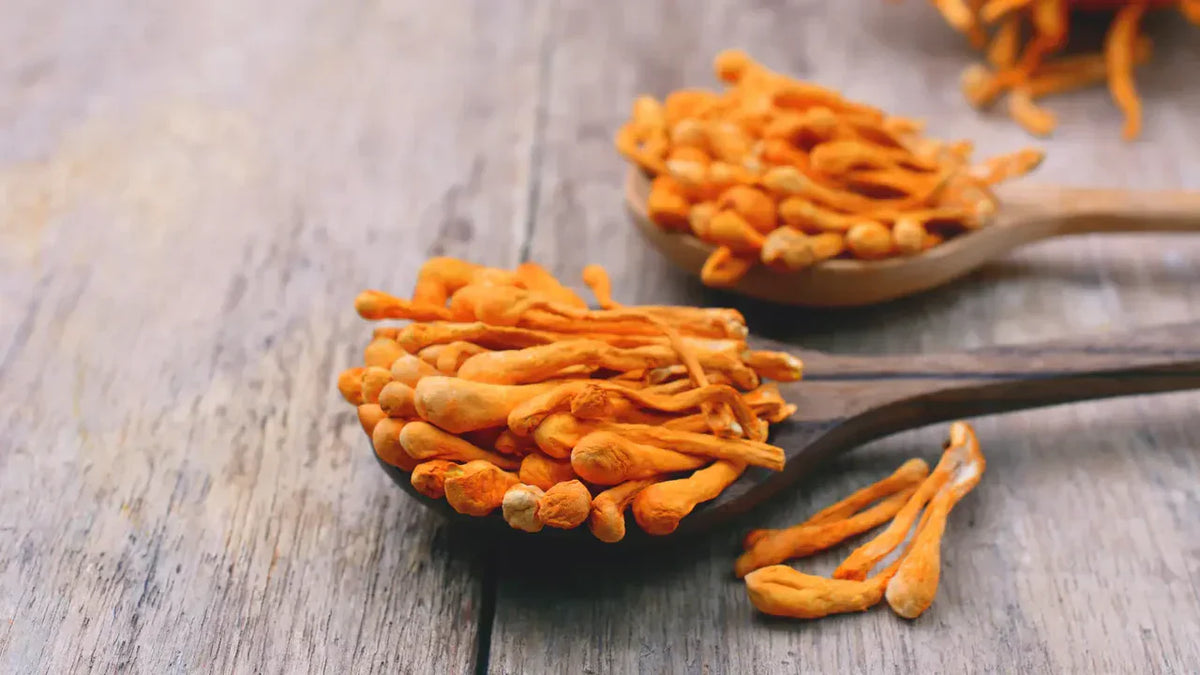 Two wooden spoons filled with dried Cordyceps militaris mushrooms on a rustic grey wooden surface, with loose dried mushrooms scattered around