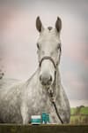 Close-up portrait of a dapple grey horse looking directly at camera, standing at a paddock fence with an overcast sky and small teal container visible in the background
