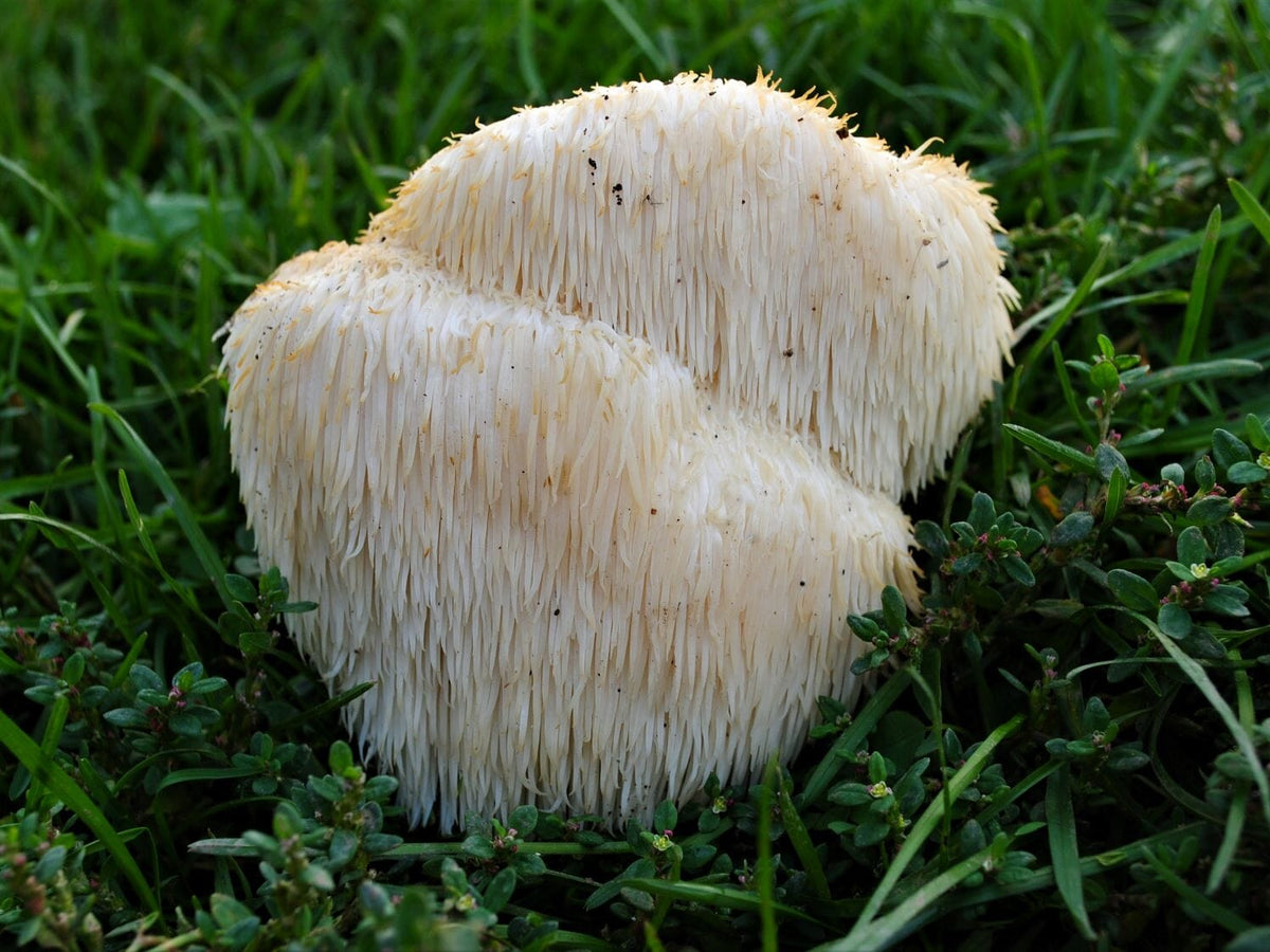 Is Lion's Mane Safe