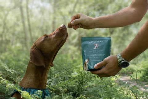 How to calm a reactive dog: 10 Dog calming techniques you need