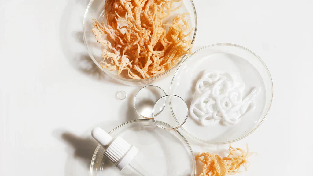 Three glass petri dishes containing dried golden sea moss, white sea moss gel, and a dropper bottle on a white surface, showing sea moss in different forms