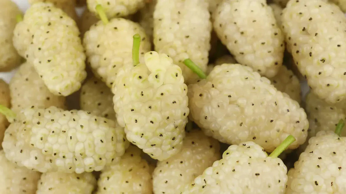Close-up overhead view of fresh white mulberry fruits with green stems clustered together