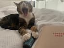 Tabby cat yawning widely with mouth open wide and paws stretched forward, lying on a bed with a book visible in the background