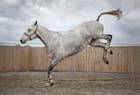 Dapple grey horse bucking and kicking energetically in a sandy paddock with a wooden fence in the background