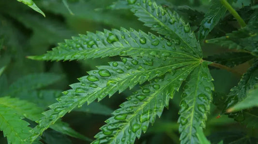 What is hemp