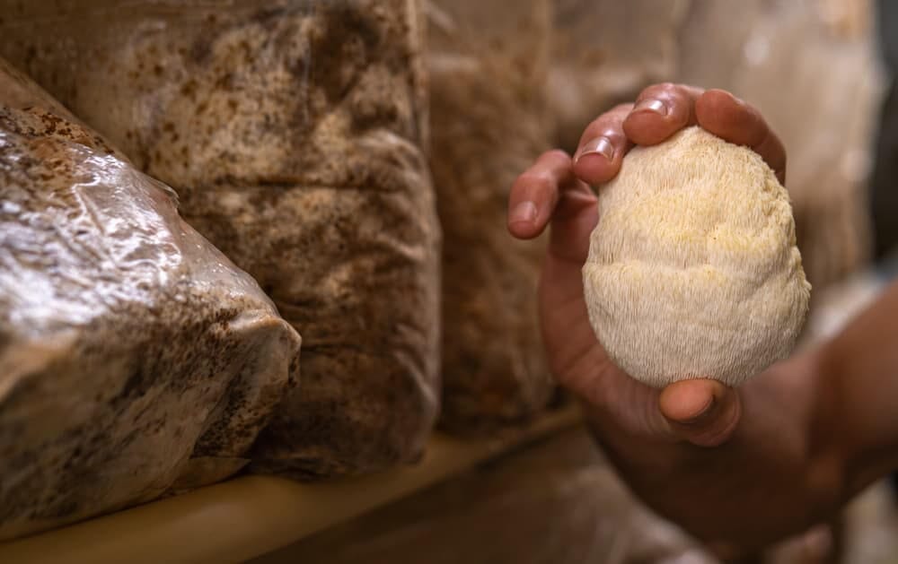 Is Lion's Mane Safe