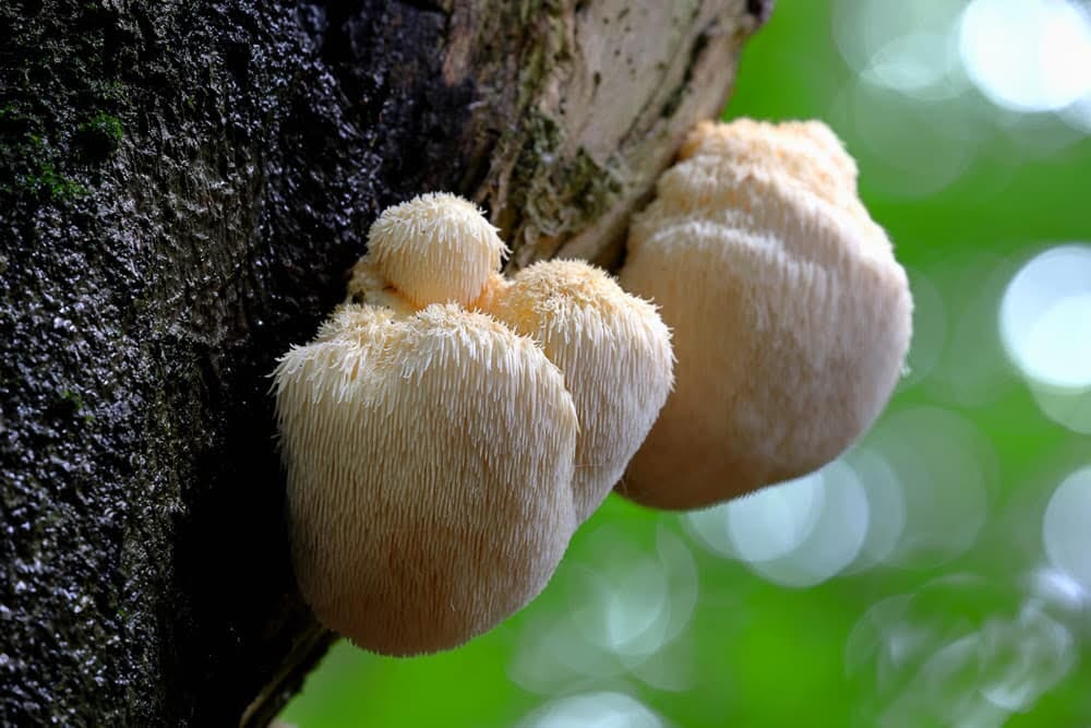 Lion's Mane for ADHD