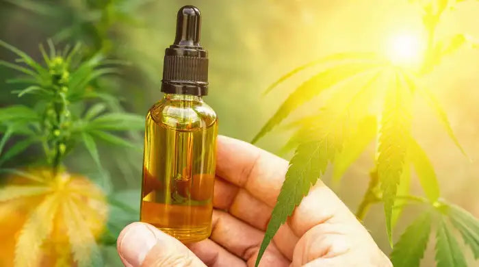 Hand holding a glass amber dropper bottle containing golden hemp CBD oil with a hemp leaf, set against a sunlit cannabis plant field background