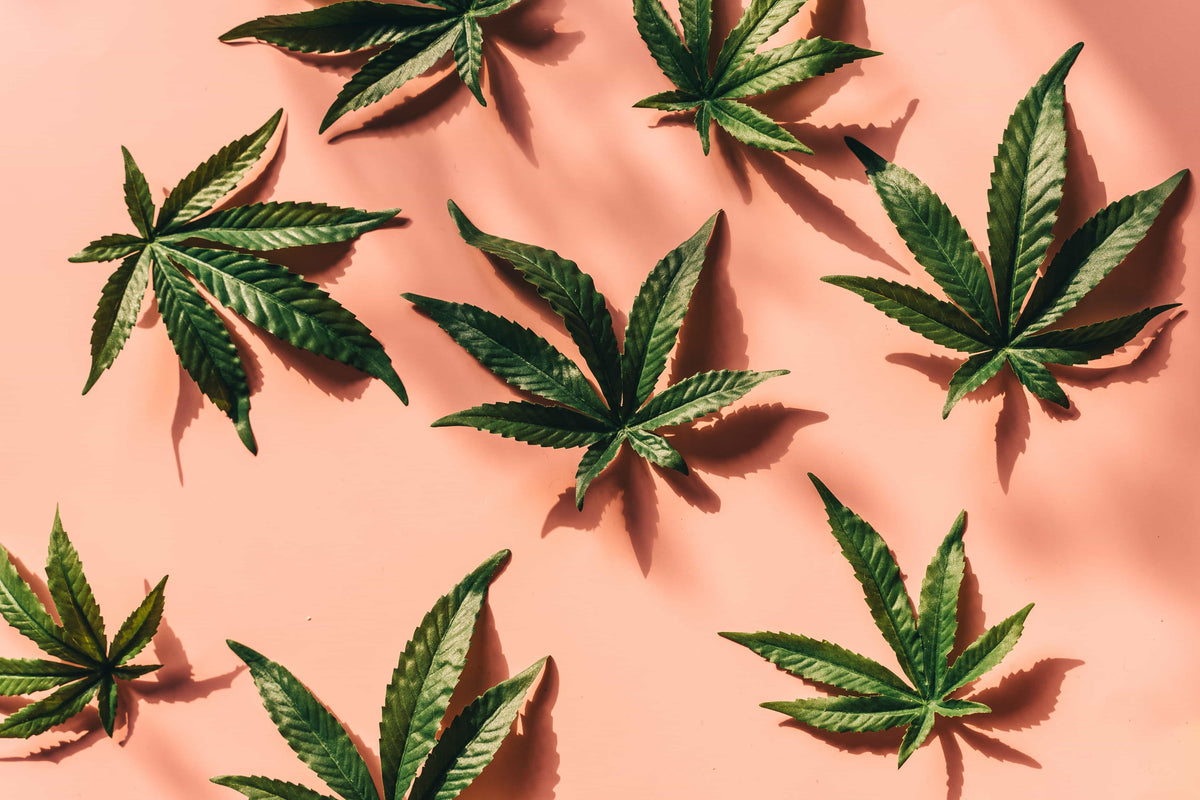 What Does Cannabis Smell Like