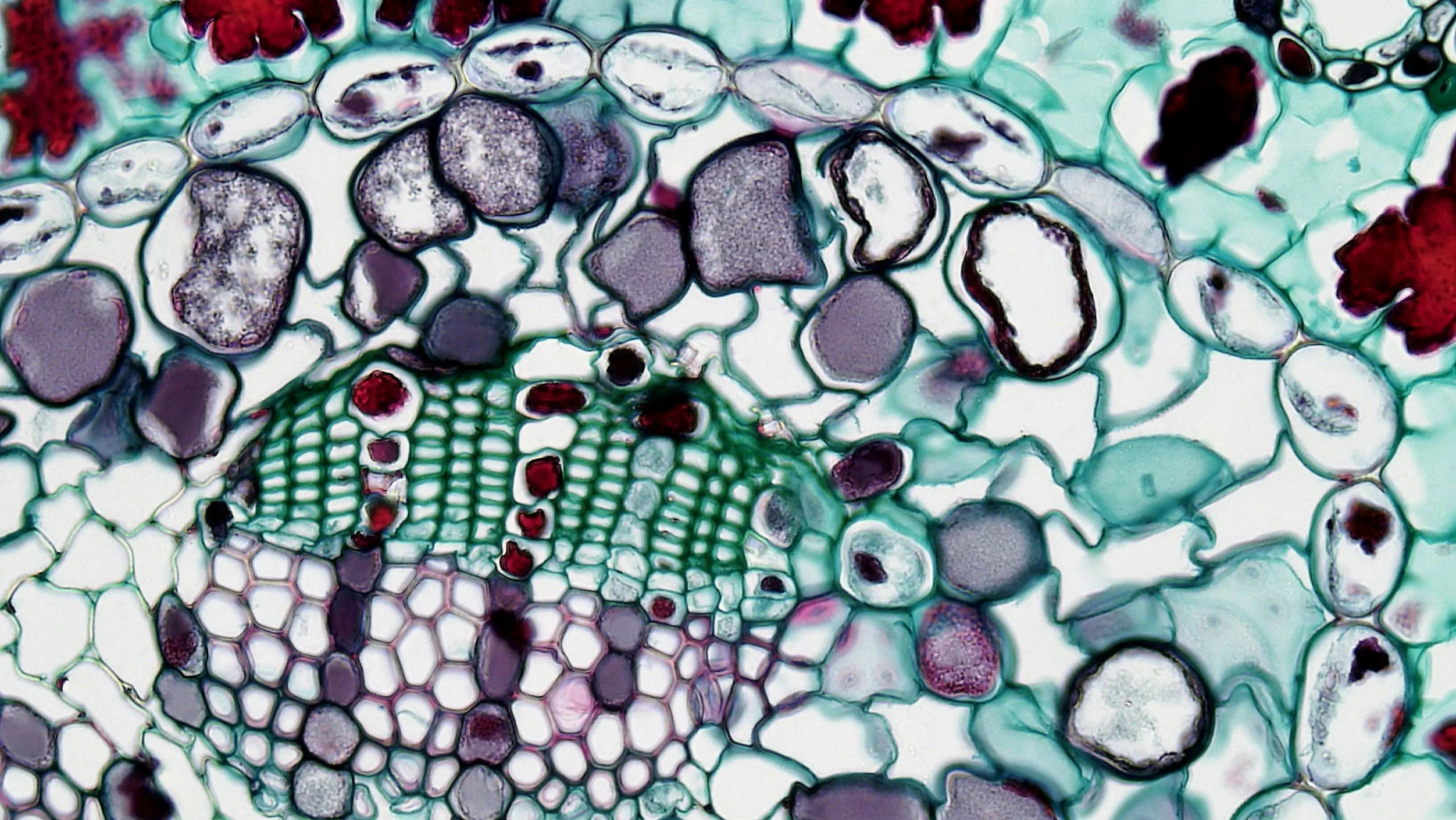 Vibrant light microscopy image of a plant stem cross-section showing a green vascular bundle surrounded by cells in teal, grey, and deep maroon