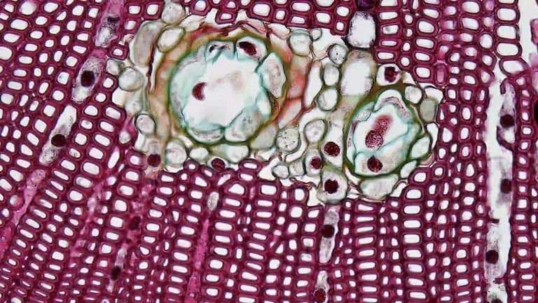 Microscopy cross-section image of plant cells showing vascular bundles and cellular structures in shades of pink, red and green