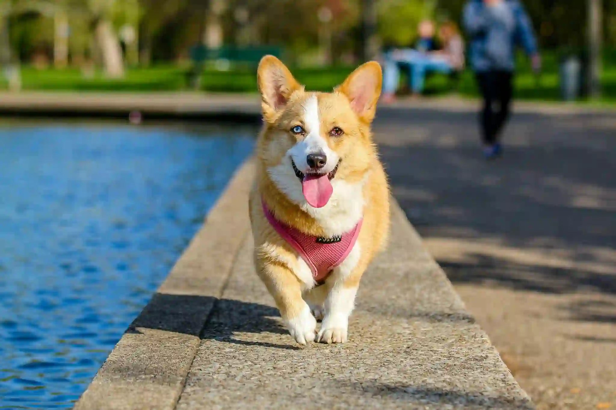 Happy Corgi dog wearing a pink harness trotting along a stone ledge beside water in a park, tongue out and looking at camera