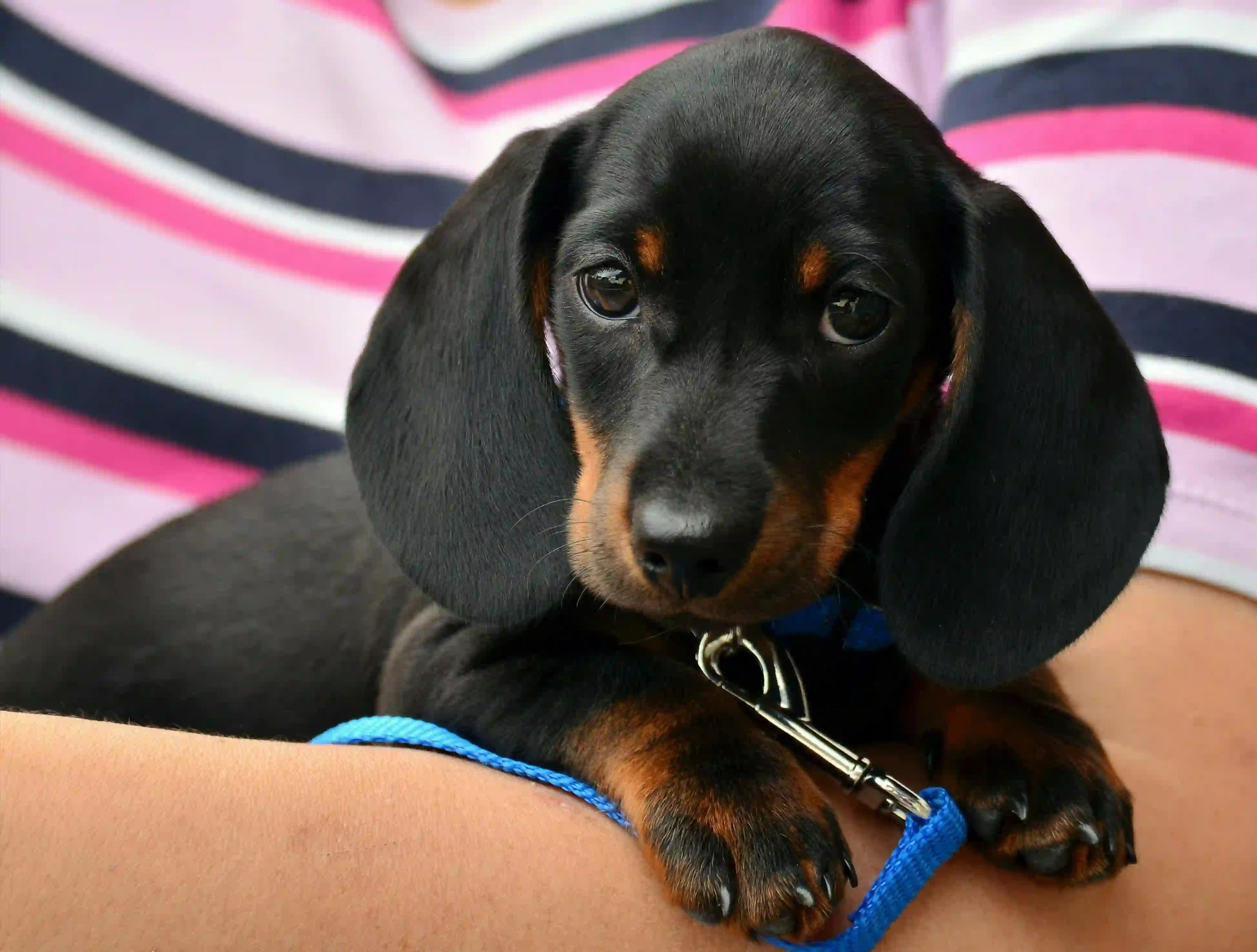 Black and tan Dachshund puppy with a blue leash resting on a person's arm and looking up at the camera, with a colourful striped background