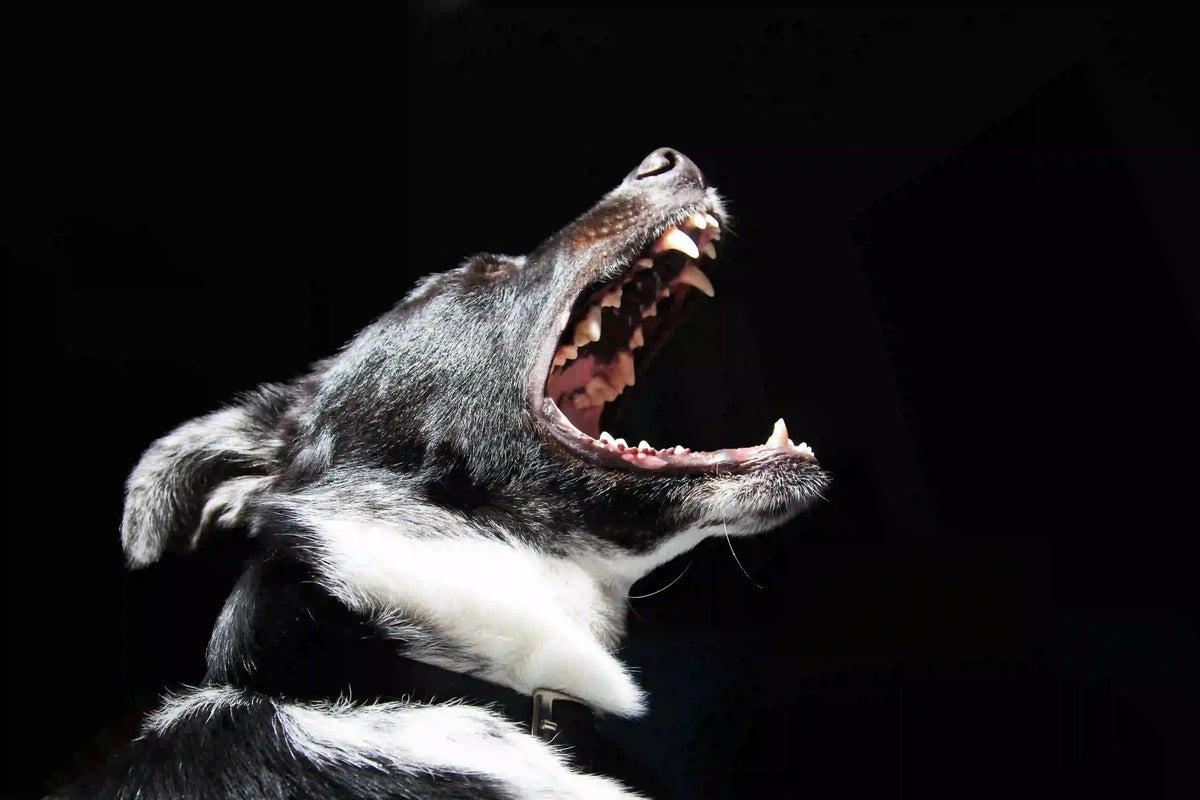 Dog Barking: 5 Tips to stop a dog barking in seconds
