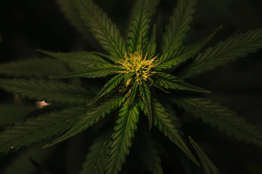 15 Effects of CBD Oil | What does the research say?