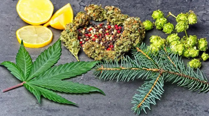 What Are Terpenes