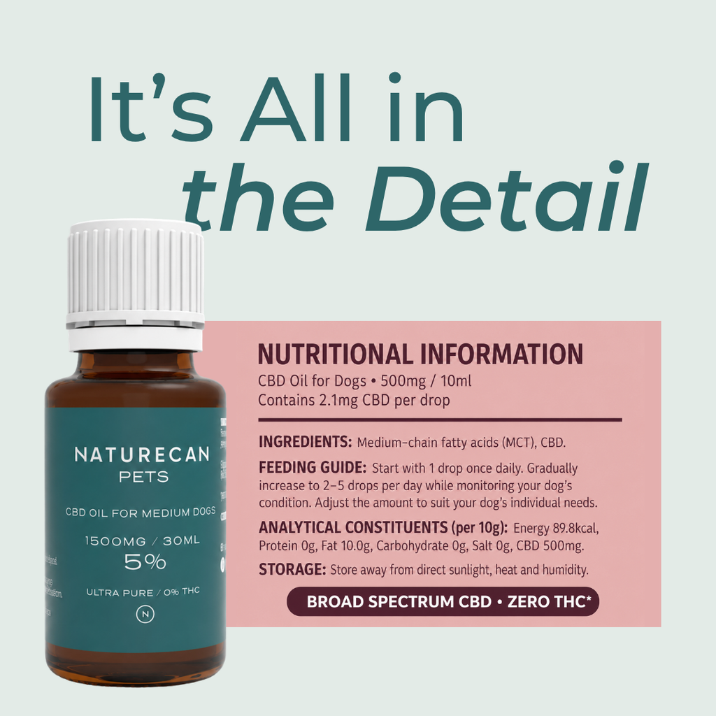 CBD Oil for Cats