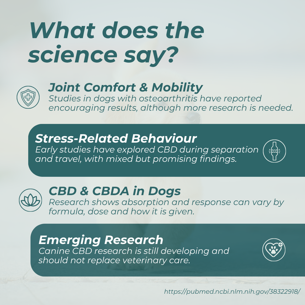 CBD Oil for Dogs