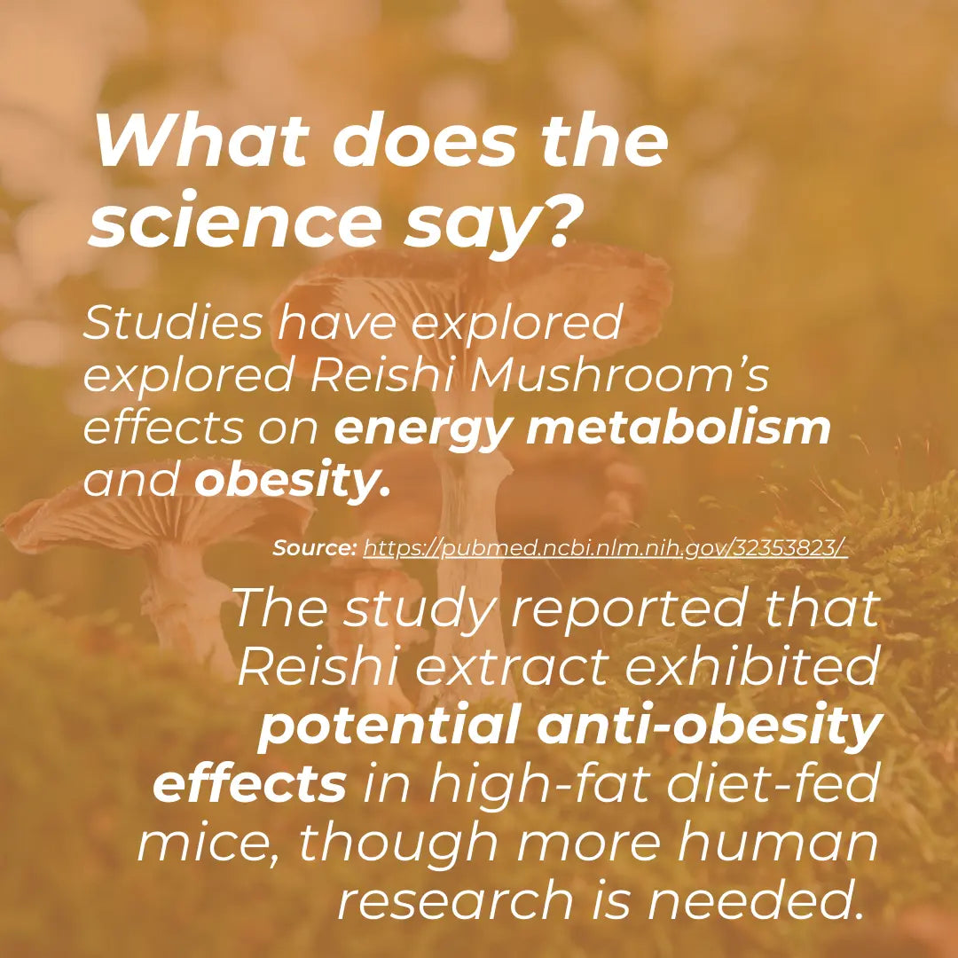 Reishi Gummies science infographic – warm orange background with natural setting; studies have explored Reishi Mushroom's effects on energy metabolism and obesity; Reishi extract exhibited potential anti-obesity effects in high-fat diet-fed mice though more human research is needed