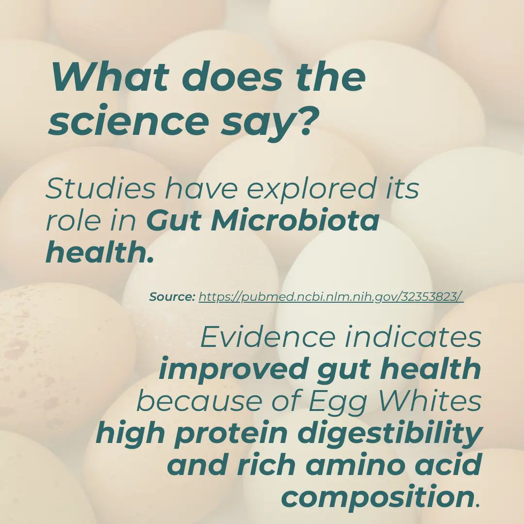Egg White Protein Powder science infographic – cream background with egg imagery; studies have explored its role in gut microbiota health; evidence indicates improved gut health because of egg whites' high protein digestibility and rich amino acid composition