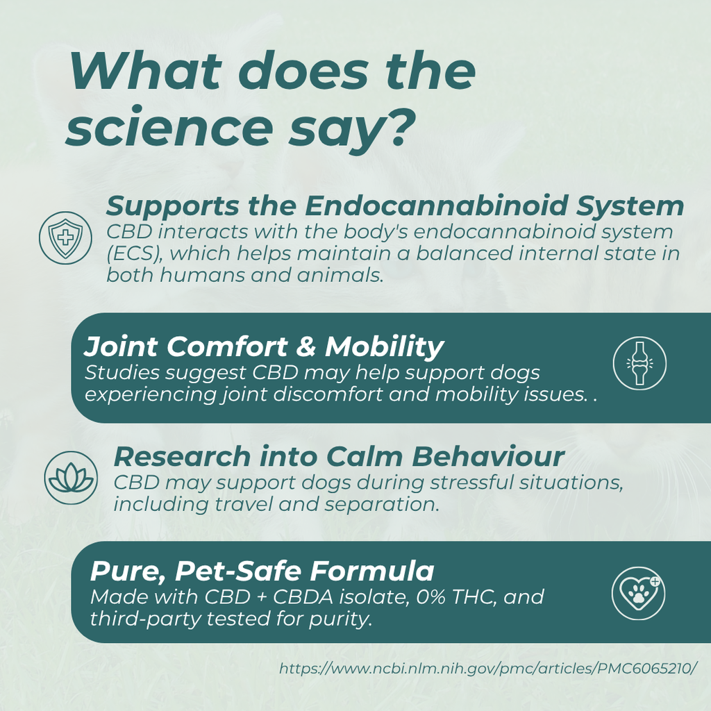 CBD Oil for Cats
