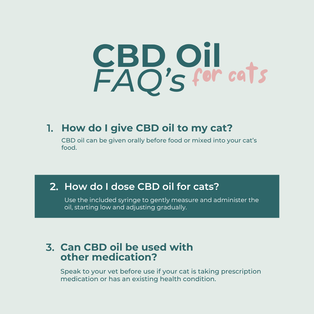 CBD Oil for Cats