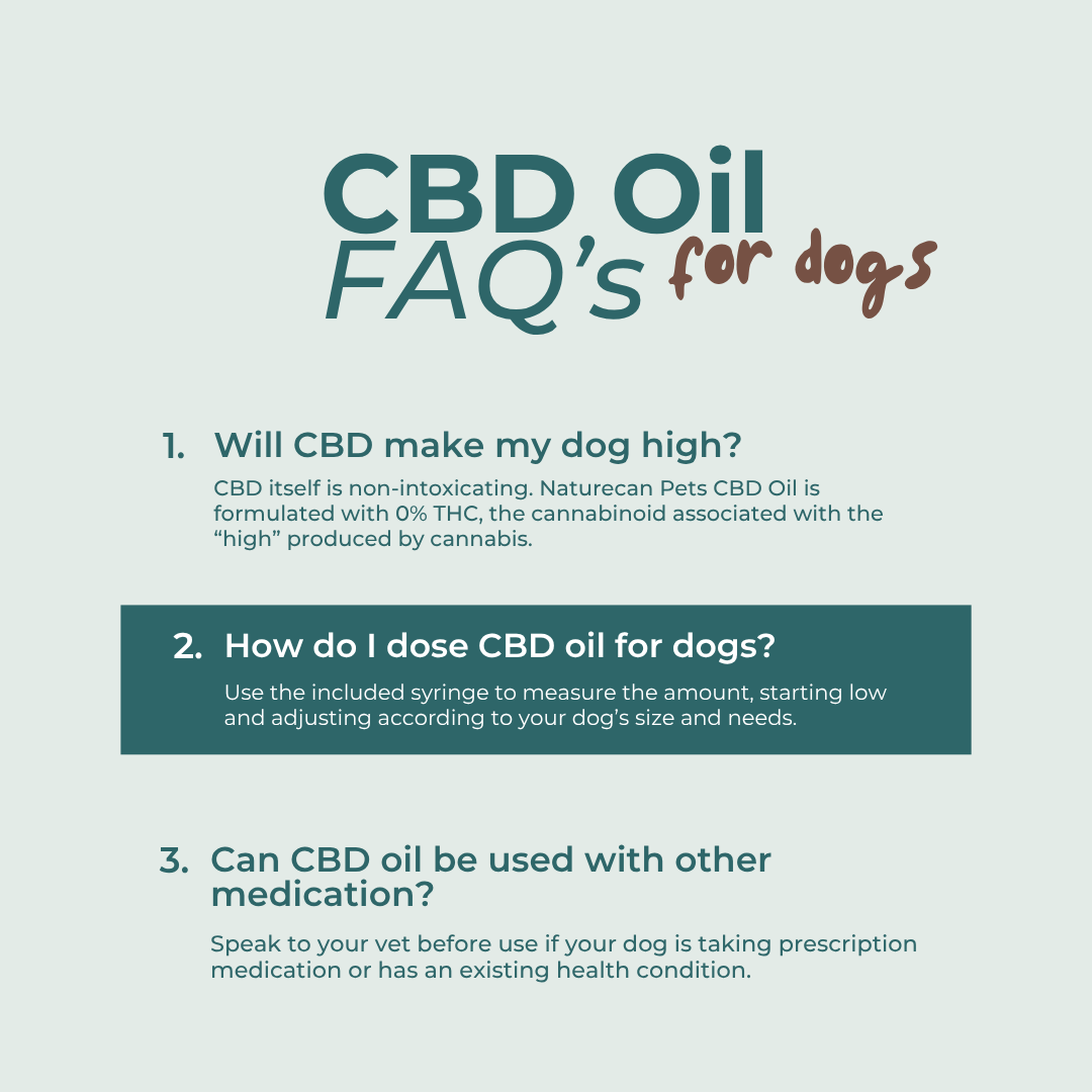 CBD Oil for Dogs