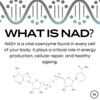 NAD Supplement (NR)
