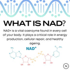 NMN Supplement