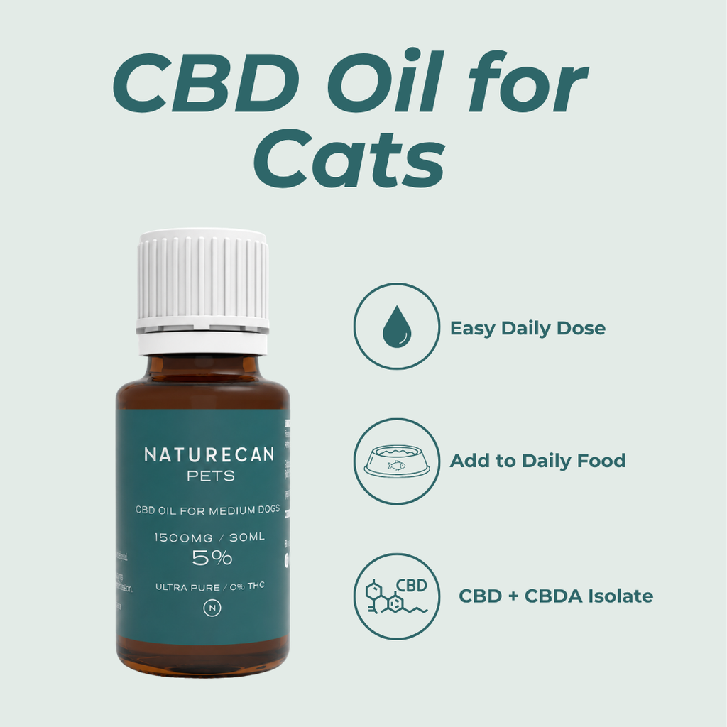 CBD Oil for Cats